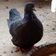 ACHAT VENTE et ELEVAGE DE PIGEONS AU BURKINA , Mali et Niger
