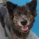LOST DOG MERCY: SIGHTINGS