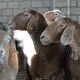 Chust Arashan va bòĝoz sovliq (zotdor) qo'ylari
