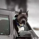 ДОСТАВКА ЖИВОТНЫХ бережно и с любовью 🚗✈️
