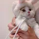 可念 【转账需语音确认】