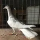 УЗБЕКИСТАН🇺🇿 КРГЗСТАН🇰🇬 КАЗАХСТАН🇰🇿 ТАДЖИКИСТАН ТУРКМЕНИСТАН КАБУТАР ИШКВОЗЛАР ГРУПАСИ.