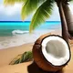 كوكۇس 🥥يازمىلىرى🥥