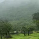 ⁨خريف صلالة🌲 عمان🇴🇲⁩
