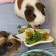 Guinea pigs Фью & Тиша