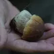 Грибы Каталонии 🍄‍🟫