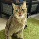 8 жизней кота Василия