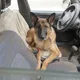 🆘 für Tiere in Paraguay