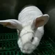 Куёнчилик🐇🥕