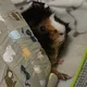 I love guinea pigs💘