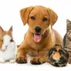 Singapore Pets Ad