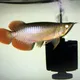 Singapore arowana Fish buy/sell friendly group