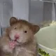 SG Rodents (Chinchilla, Hamsters, 🐰 Rats, Mice, Guinea Pigs & Gerbils)