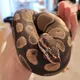 Ball Pythons World