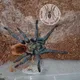 Diskusi Spider lover petshop