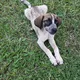 🦮❤️Rund um dem Hund Paraguay🐕❤️