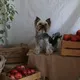 Марс на Марсе 𐙚
