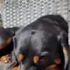 Latvian Dog Market