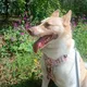 Laima-Dog