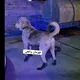 🧿🐕عشقبازان بزرگ آذربایجان خوی و حومه🐕🐕