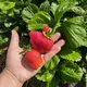 🍓Вкусная Клубника🍓 Азия и Сирия🍓РТ Пестречинский район д. Конь 🍓🍓🍓