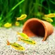 fishes hobby Buy And Sale's Hyderabad group 😊🐟🐠🐬🐳🦜🐓🐦🦃
