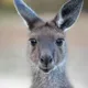 Australia backpackers