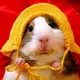 Guinea pig confessionq☄