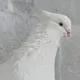 Андижон Зот Кабутар ️🌏 Andijon Zot Kaptar 🕊🕊