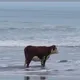 Бюрократический бордель (Беженство Франция)