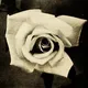 The White Rose Brisbane