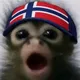 elastic Norge