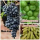 Узумчилик илми🍇