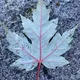 Photos from Vancouver, British Columbia, Canada
