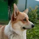 Daisy The Corgi