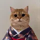 Cat Own Kimono - First Cat on Solana