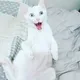Memes Telegram
