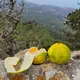 АРЕНДА 🏡🏖Северный Кипр 🍋 CitrusCyprus 📝