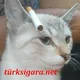 Turkish Shitposting
