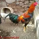 Gallos Mexico