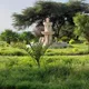የድሬዳዋ ከተማ መስተዳደር ፅዳትና ውበት ኤጀንሲ Dire dawa city administration Sanitation & Beatification Agency
