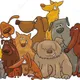 PETs in BANGALORE