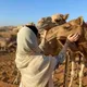 - نكدية .