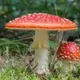 🍄Der Fliegenpilz