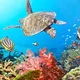 Diving krabi