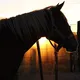 🇩🇪 Pferde und Reiten in Paraguay 🇵🇾