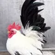Наманган уйчи парранда
