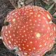 Roter Fliegenpilz – Wald & Wissen