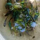 Compra y venta de peces Santiago de Cuba