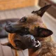 Malinois belgium knpv малинуа бельгийские овчарки